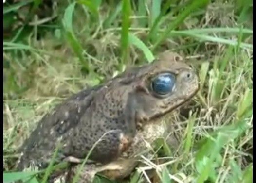 寄生虫に目を乗っ取られたカエル