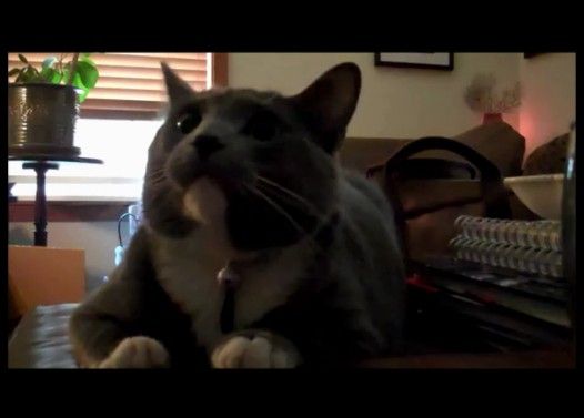ホラー映画(エイリアン)をビクビクしながら楽しむ猫