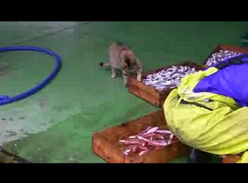 魚を狙う猫たちしかし最後にガツン