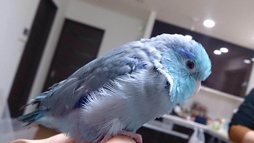 迷子マメルリハ ぼんじりちゃん にこにこ こまめ