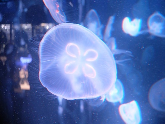 s-DSCF5901