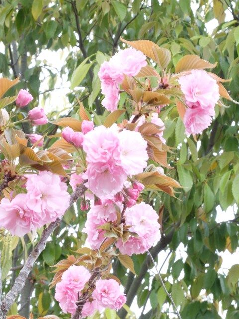 s-DSCF8506