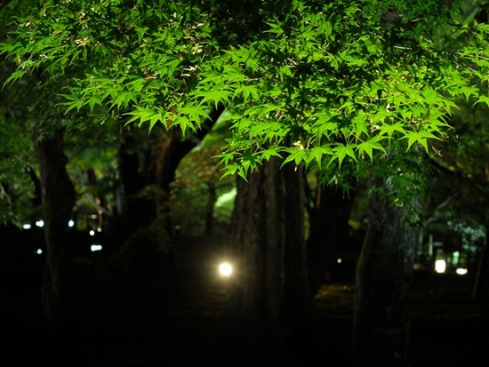 s-DSCF5462