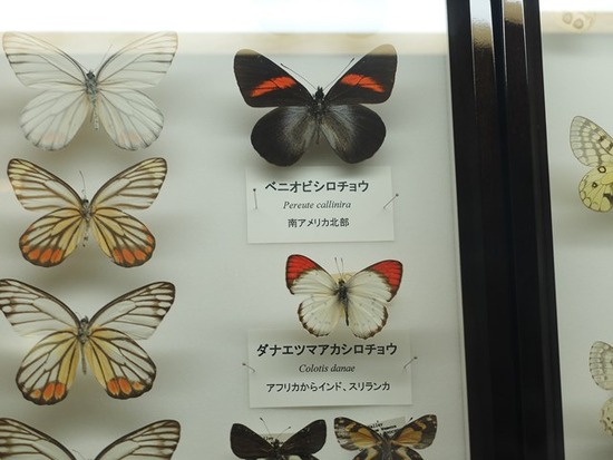 s-DSCF6248