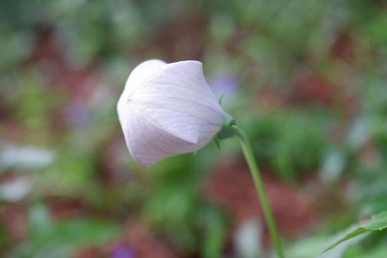 s-DSCF8092