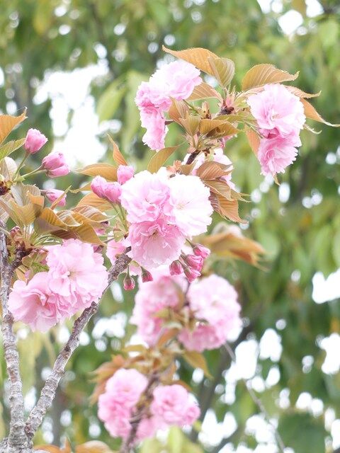 s-DSCF8507