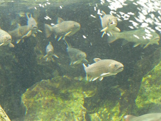 s-DSCF5889