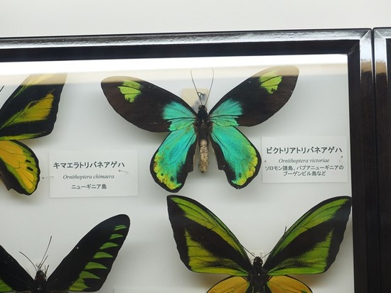 s-DSCF6247