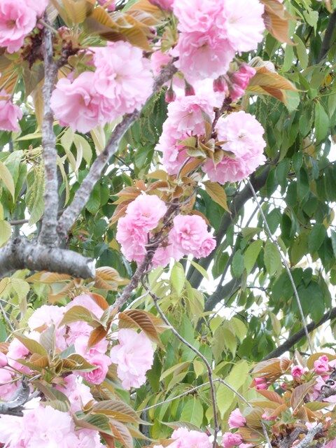 s-DSCF8505