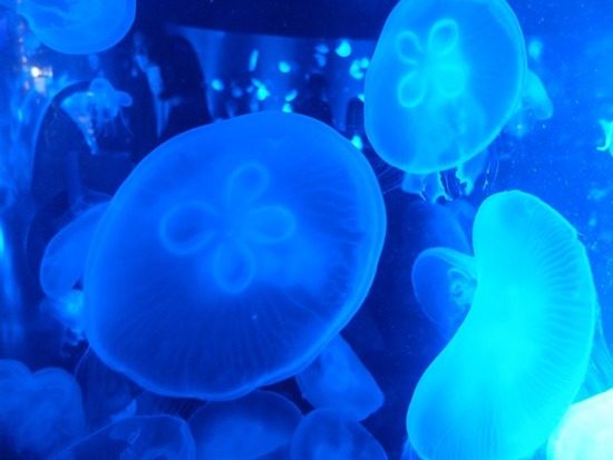 s-DSCF5903