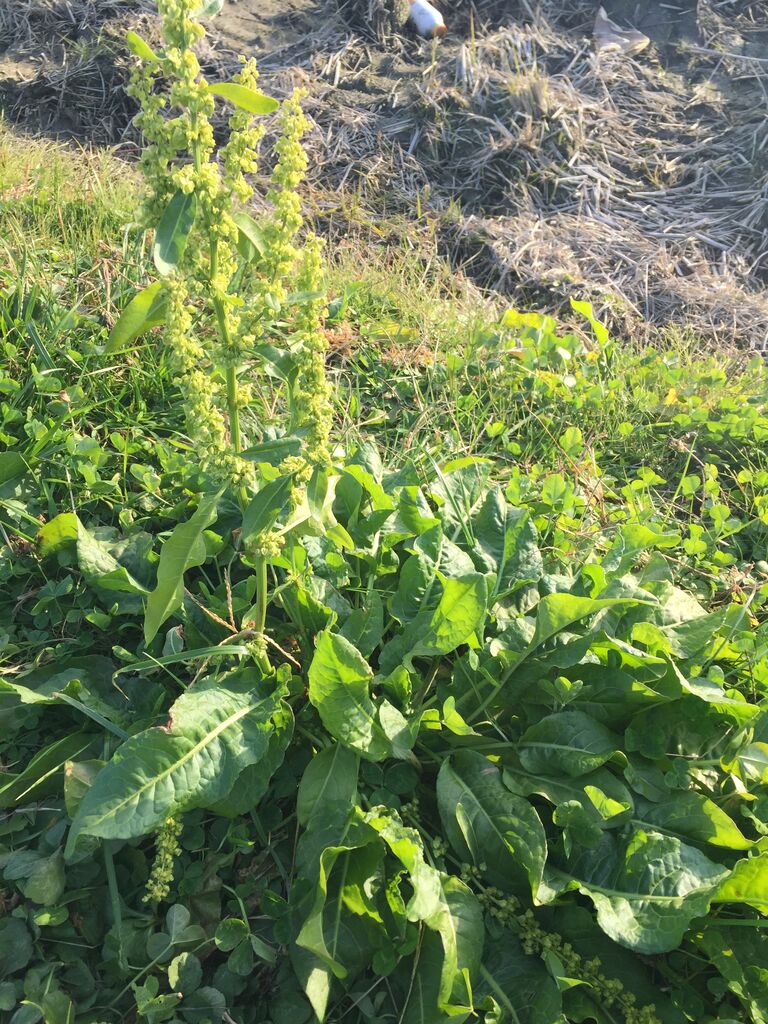 野草料理 スイバのサラダボウル ささまるはお腹が空いた 野草料理 スイバのサラダボウル ささまるはお腹が空いた