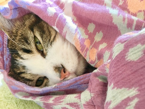 458DC0B1-4A84-47C5-9D25-DCD26A23558D