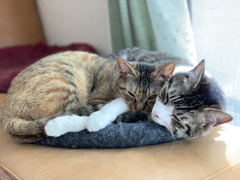 4BCC36FF-8321-44E6-946A-61FE06431BFE