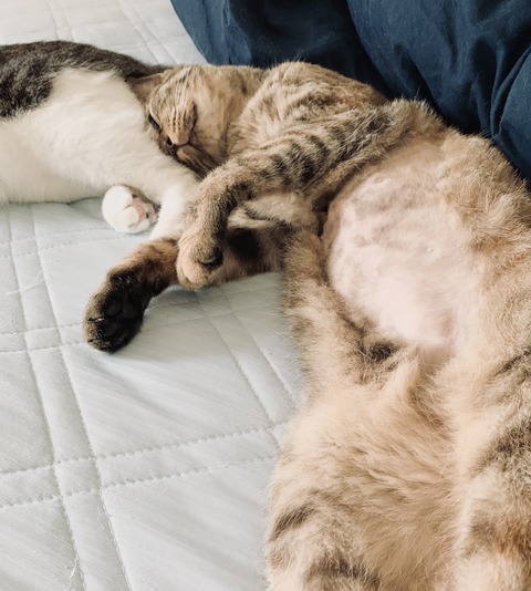 AC9D6F20-339F-482D-8572-E5A004F246F2