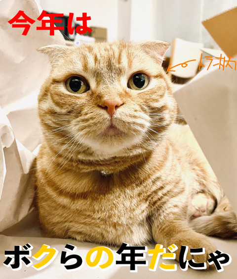 80B57C4C-A040-45CE-96DA-BA2C338CE4E9_03