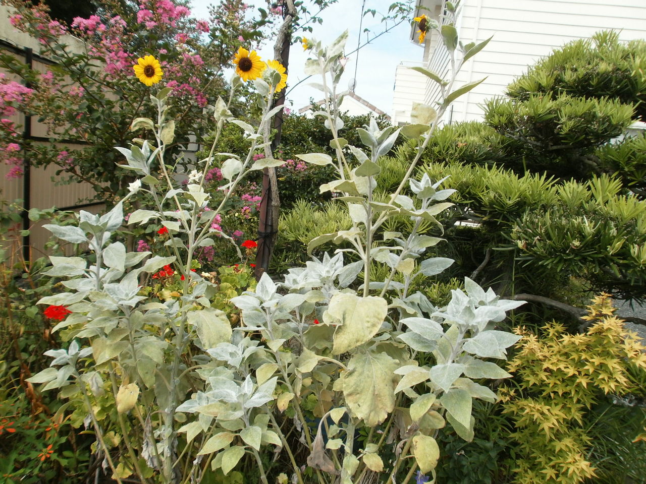 ひまわりが綺麗に咲いています 少ないお金で楽しむ