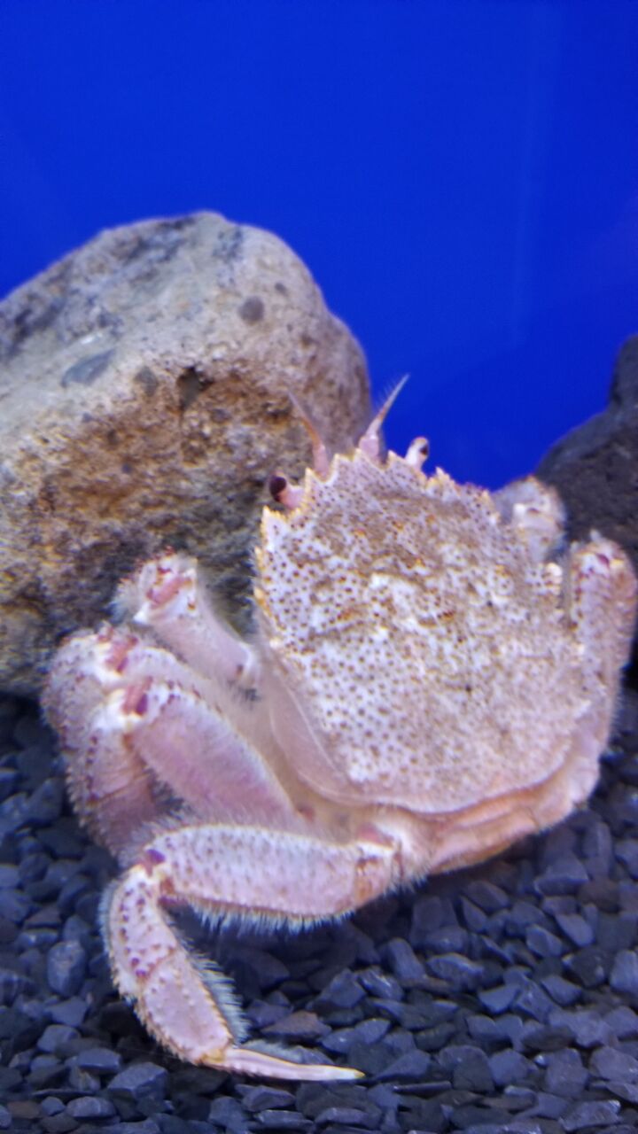 かにっこ館 イカのblog