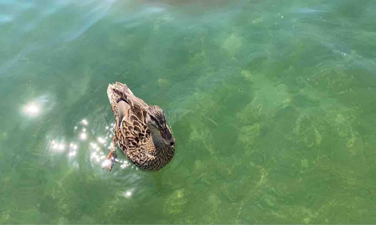 またもや湖 Chiem See ニロのドイツ便り