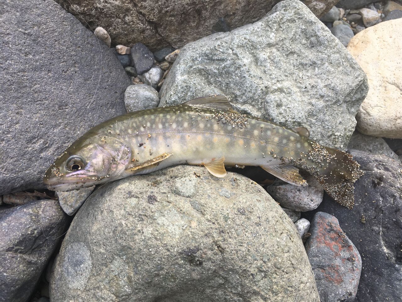 0408手取川水系瀬波川 渓渡り