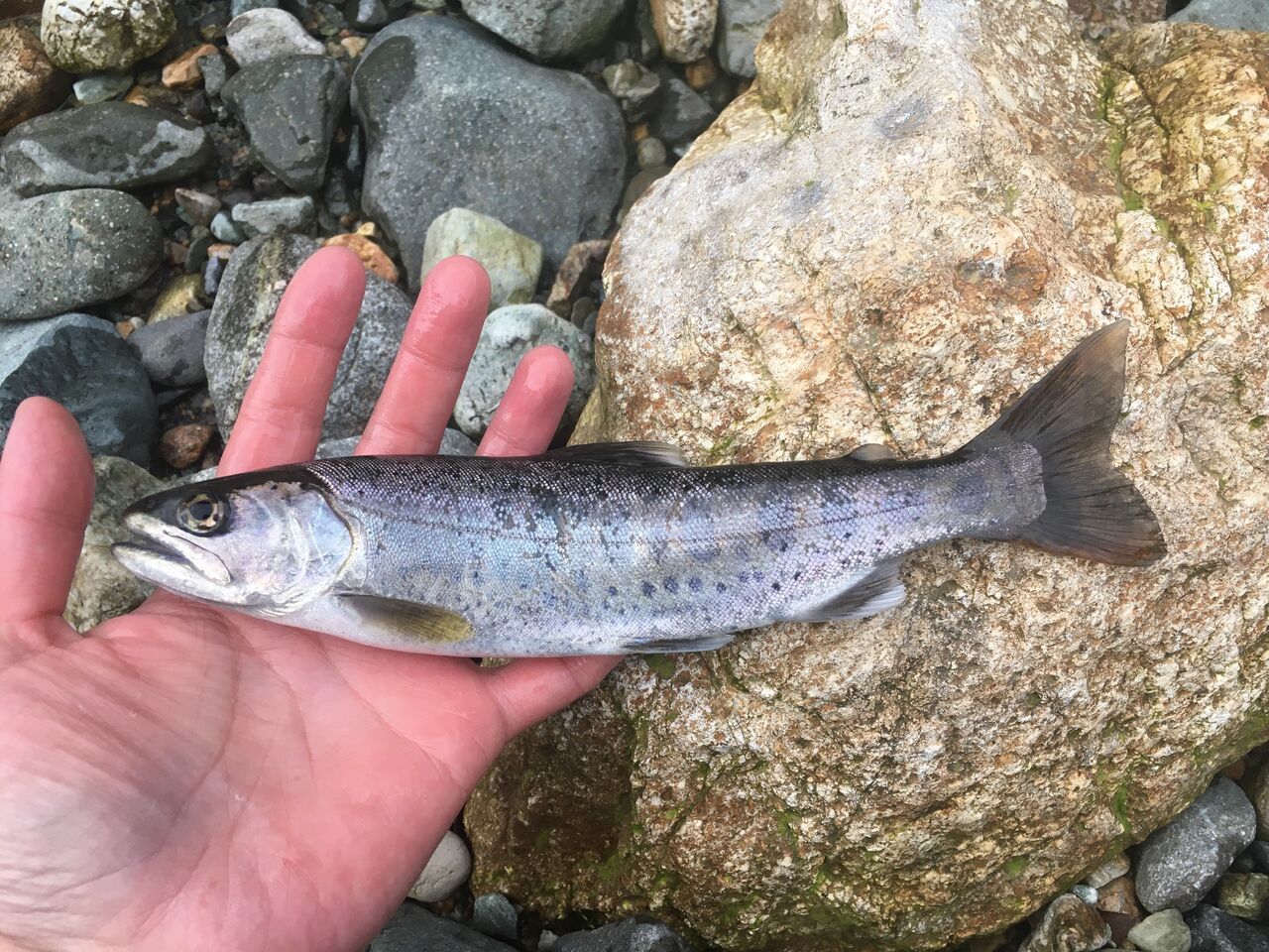 0408手取川水系瀬波川 渓渡り