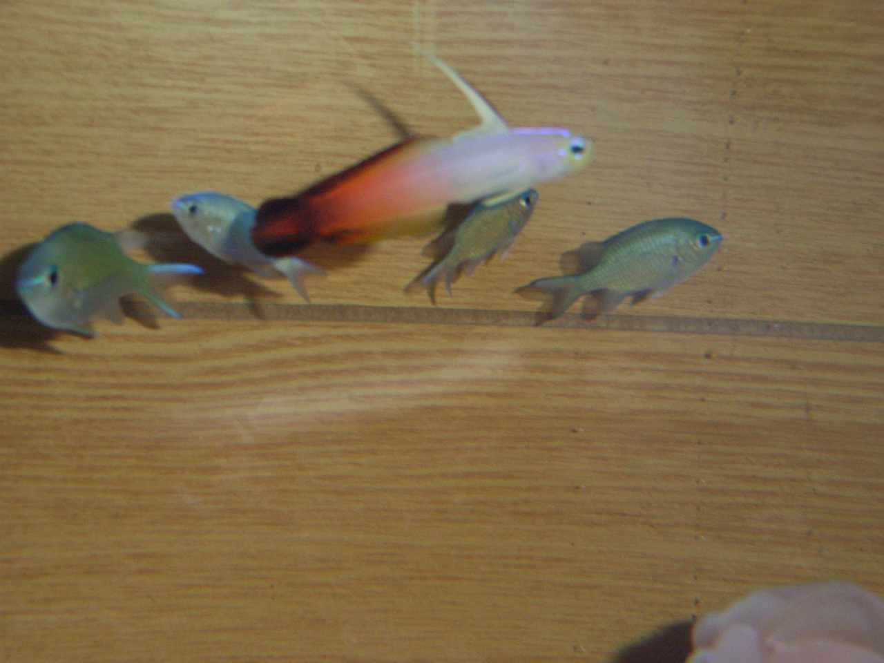 珊瑚水槽について １２０ ニモを飼おう