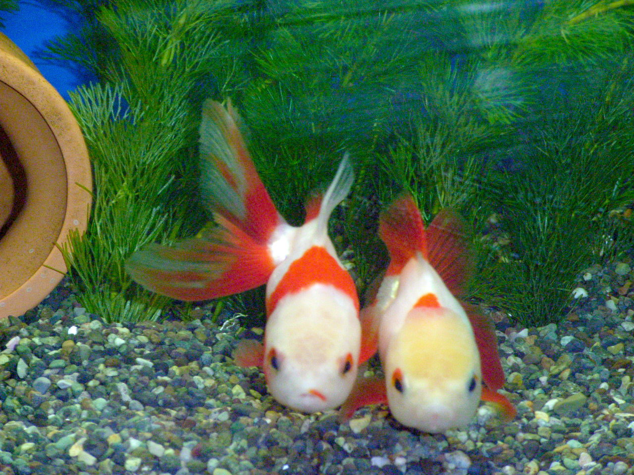 金魚の飼育について １１２ ニモを飼おう