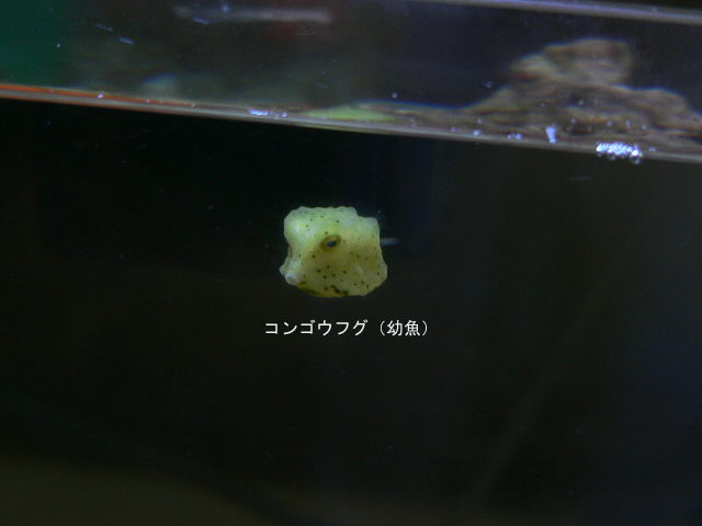 ミナミハコフグには注意 ５７ ニモを飼おう