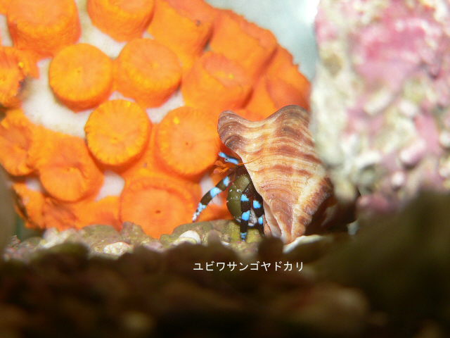 エビ水槽解体 １０２ ニモを飼おう