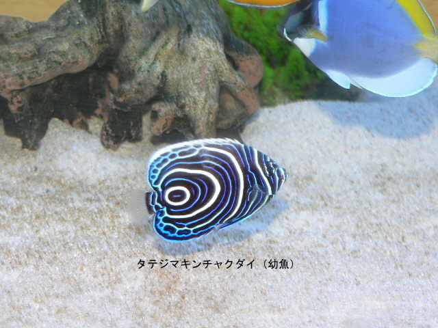 魚が病気になったらどうしよう １３１ ニモを飼おう