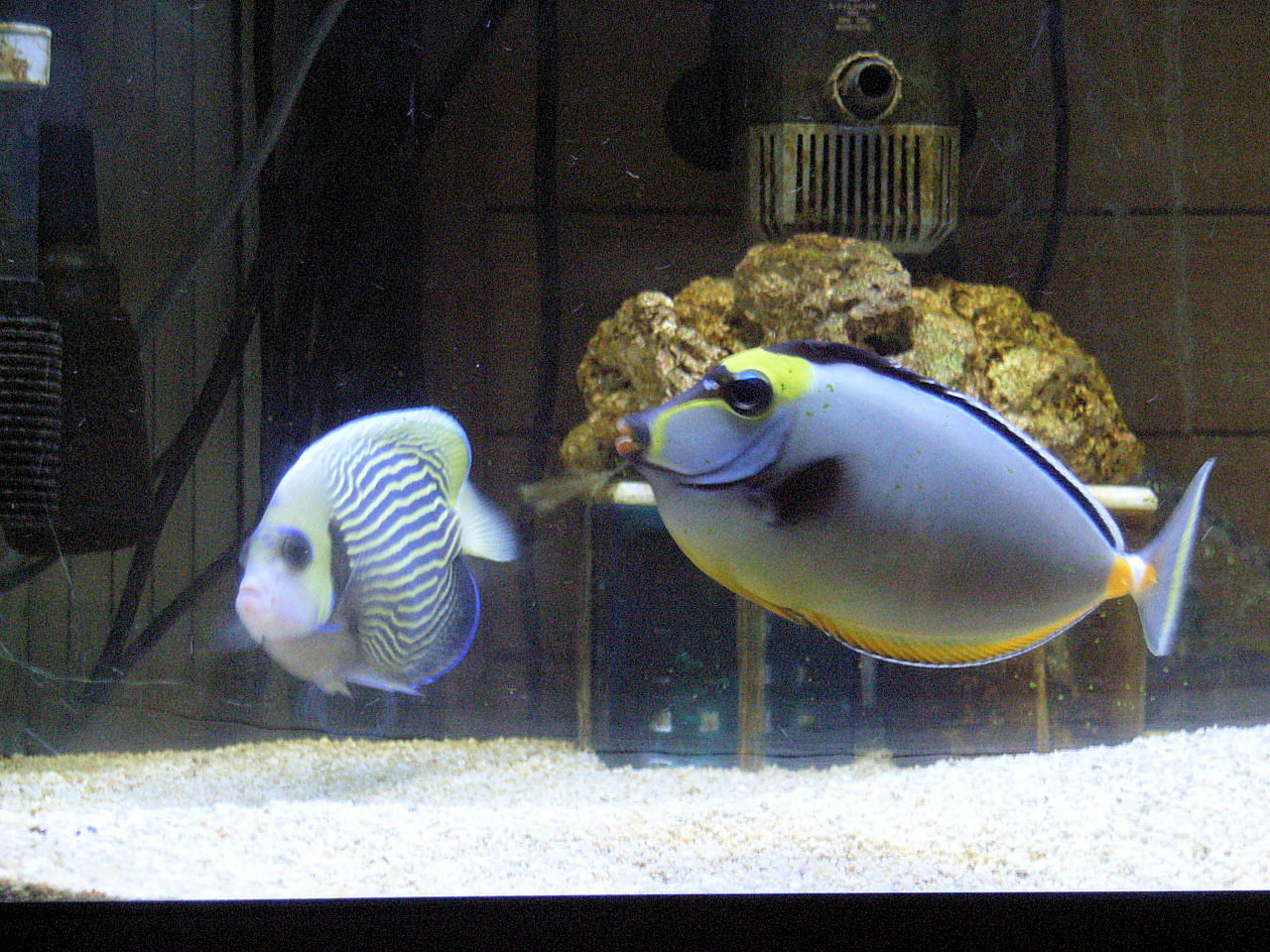 海水魚等飼育につての注意点 3 ニモを飼おう