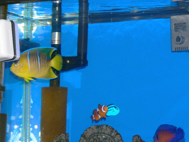 ナンヨウハギ ドリー の追加 35 ニモを飼おう
