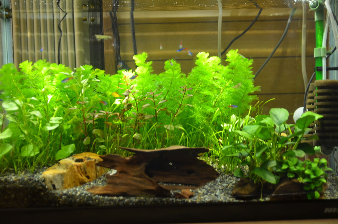 シクリッド水槽のその後 ニモを飼おう