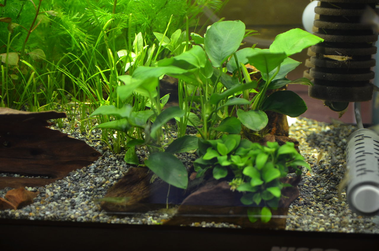 シクリッド水槽のその後 ニモを飼おう