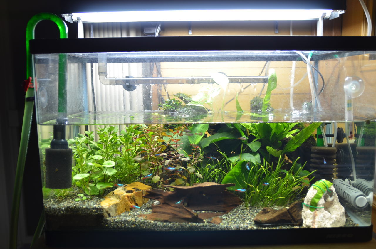 ミナミヌマエビについて ニモを飼おう