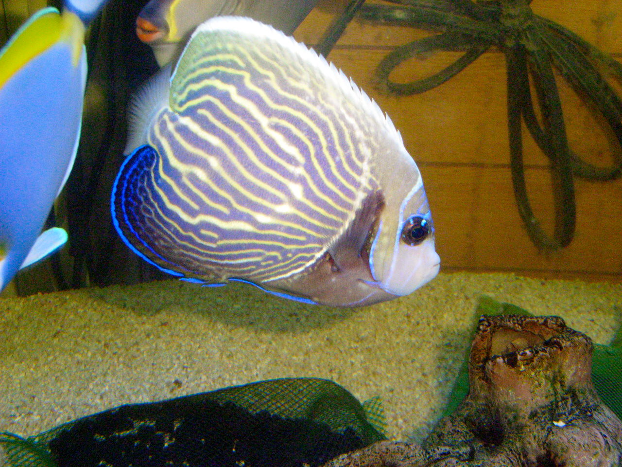 魚が病気になったらどうしよう １３１ ニモを飼おう