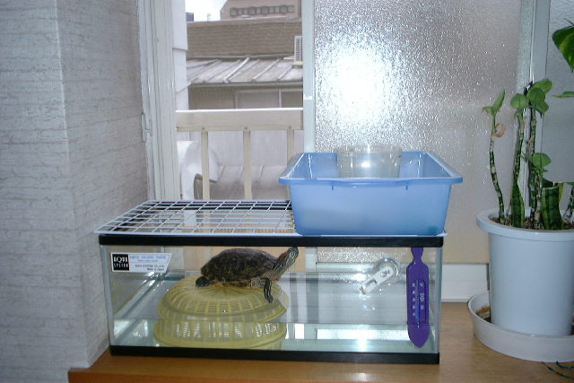 熱帯魚の飼育を振り返る ３７ ニモを飼おう