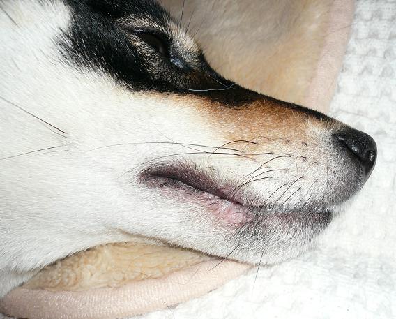 えまの下唇のはげ 柴犬シスターズ 1の日記