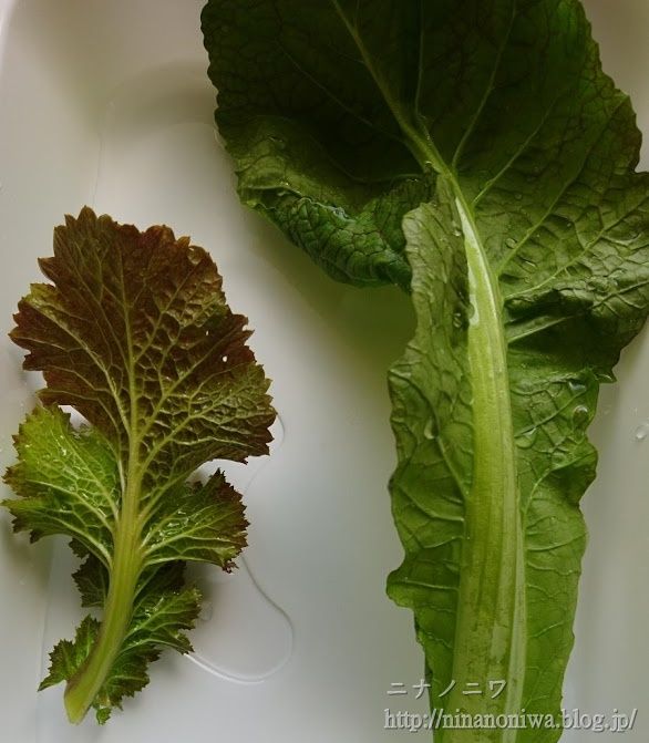 初めての高菜漬け ウチにあるもので漬けました ニナノニワ 初めての高菜漬け ウチにあるもので漬けました ニナノニワ