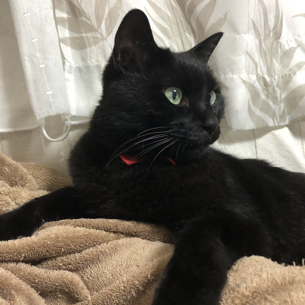 初めてのゴルフ その 初心者の練習方法について 黒猫コッタ 小太郎 ブログ みんなのゴルフ 初めてのゴルフ その 初心者の練習方法について 黒猫コッタ 小太郎 ブログ みんなのゴルフ