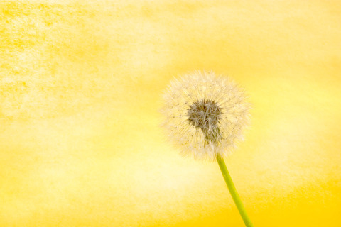 AdobeStock_15515923