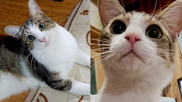 うちのこになりました】保護仔猫（キジ白♂）【21.02.22更新】 : うち 