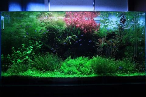 悲報 アクアリウム めっちゃいい趣味なのに全然流行らない ニンゲン速報 悲報 アクアリウム めっちゃいい趣味なのに全然流行らない ニンゲン速報