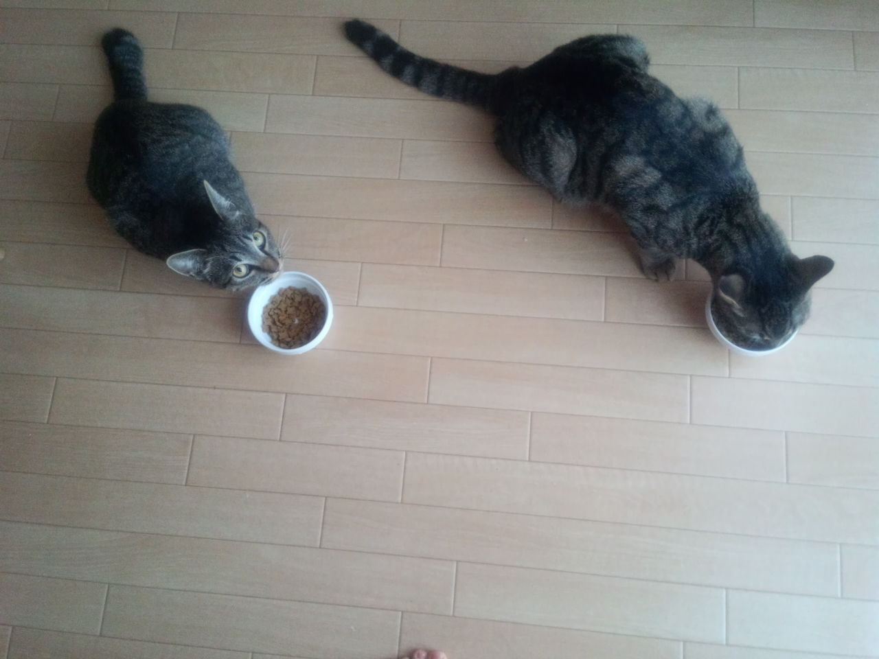 ネコ飼うメリット 部屋の掃除頻度が上がるよ ワンルームにネコ2匹