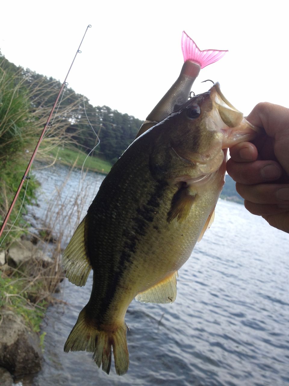 2012年 バス釣りまとめ 千代田湖 河口湖 ボノボのぼのぼのブログ