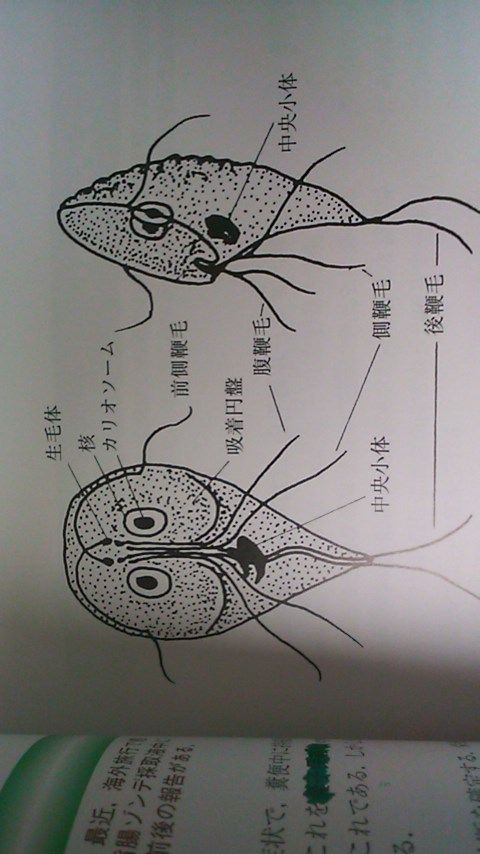 使徒にこんなんいたよね 忍者研究所 使徒にこんなんいたよね 忍者研究所