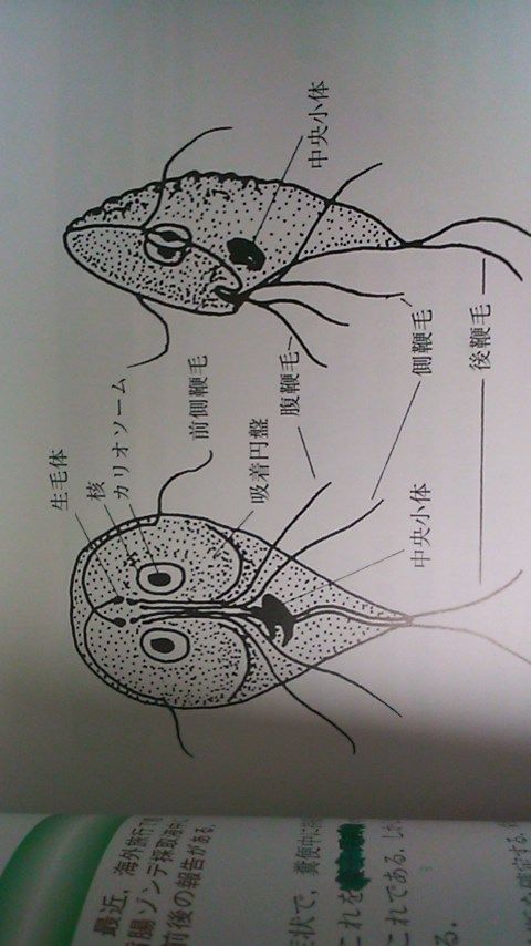 使徒にこんなんいたよね 忍者研究所