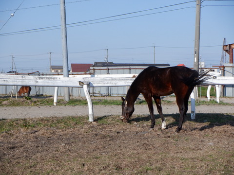DSCF3136