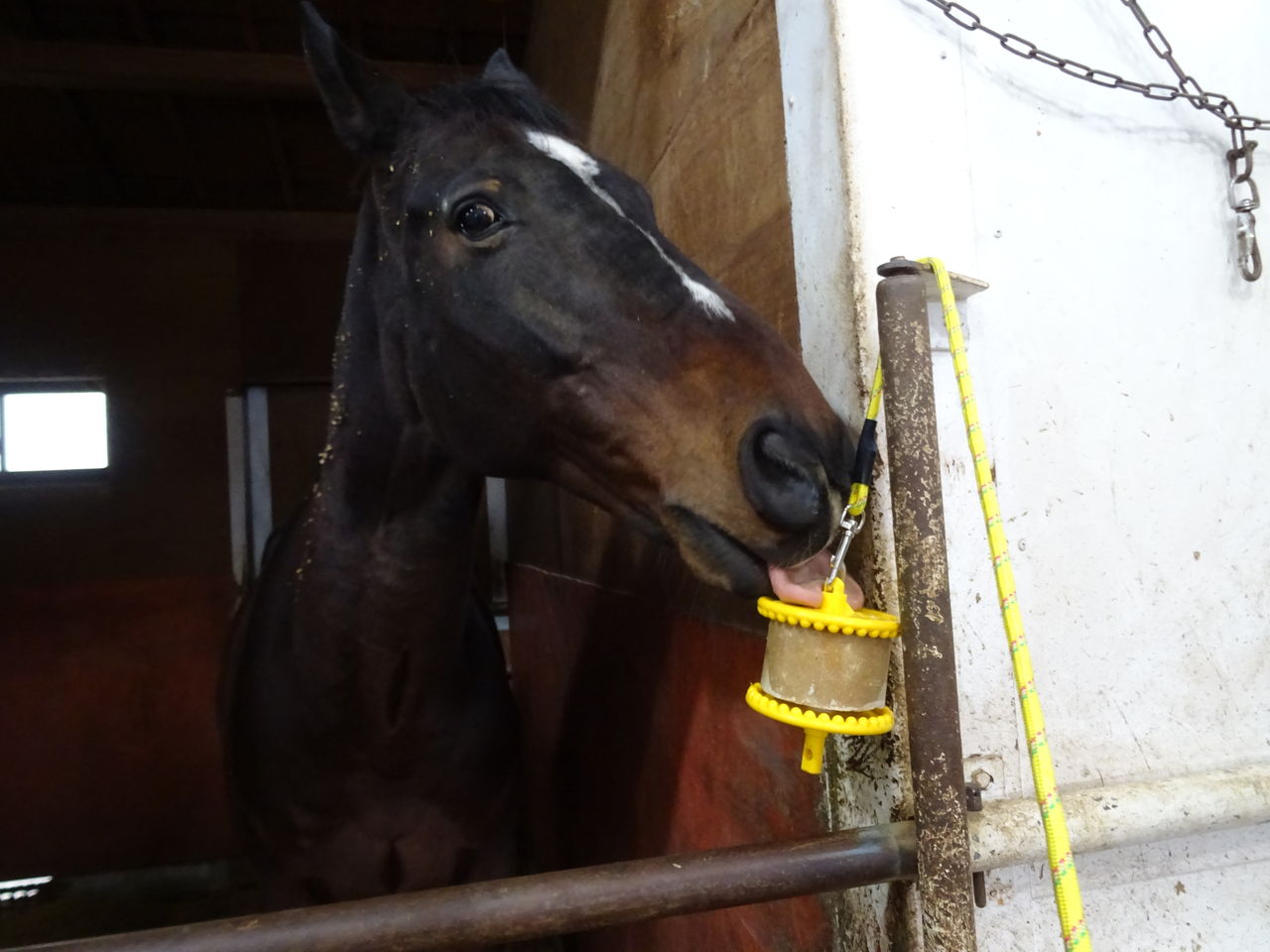 馬用キャンディ Vigorous Stableのブログ