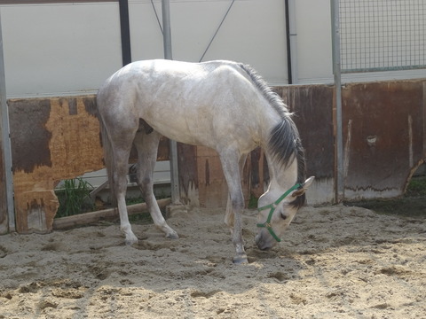DSC04411