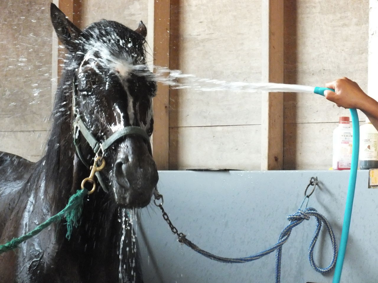 運動後 Vigorous Stableのブログ